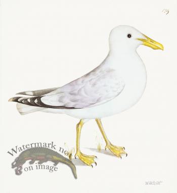 Rudbeck 139b Gull 22x24